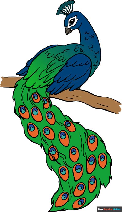 peacock drawing easy